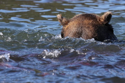 Brown bear (Ursus arctos)
