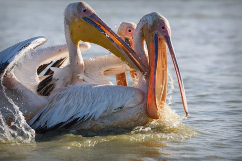 Great White Pelicans (Pelecanus onocrotalus) fighting over fish