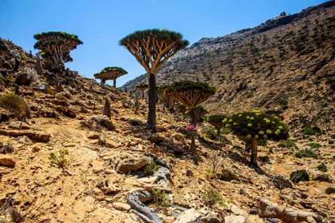 Socotra Dragon Trees or Dragon Blood Trees (Dracaena cinnabari)