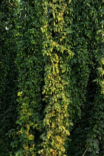 Hop plants (Humulus lupulus)