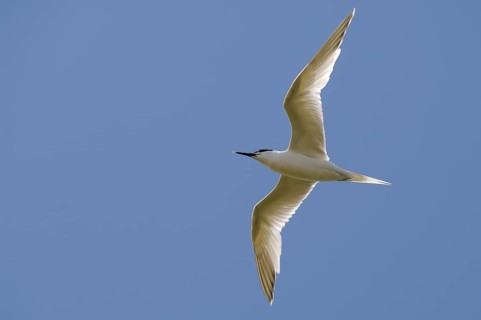 Sandwich Tern (Sterna sandvicensis)
