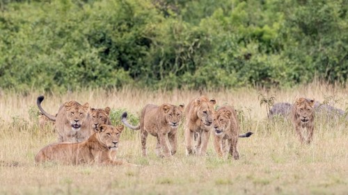 Lions (Panthera leo)