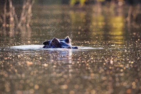 Hippopotamus (Hippopotamus amphibicus)