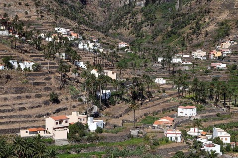 Canary Island Date Palms (Phoenix canariensis)