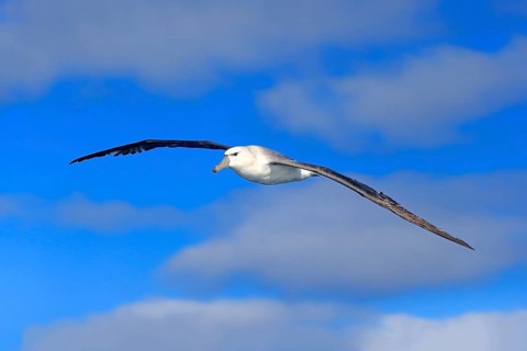 Shy albatross (Thalassarche cauta)