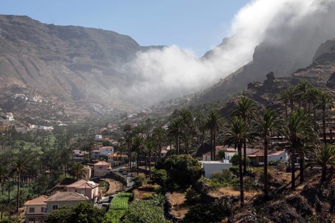 Canary Island Date Palms (Phoenix canariensis)