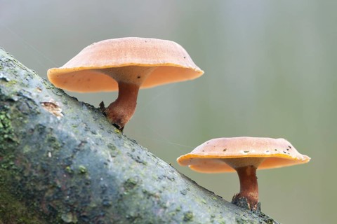Winter Polypore (Polyporus brumalis)