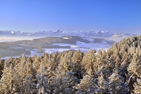 View from Chuderhusi over snow-covered fir trees in the Emmental region