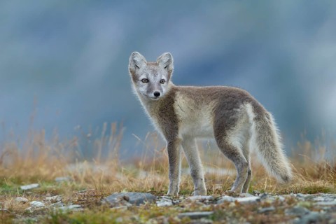 Arctic fox (Vulpes lagopus)