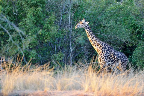 Rhodesian giraffe (Giraffa camelopardalis thornicrofti)