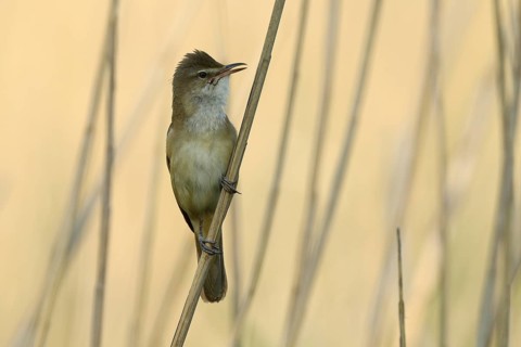 Great Reed Warbler (Acrocephalus arundinaceus)