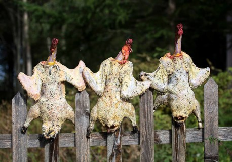 Freshly plucked chicken