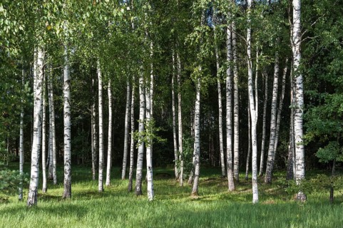 Birch forest (Betula) on the Baltic coast of the Baltic Sea