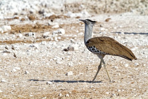 Kori Bustard (Ardeotis kori)