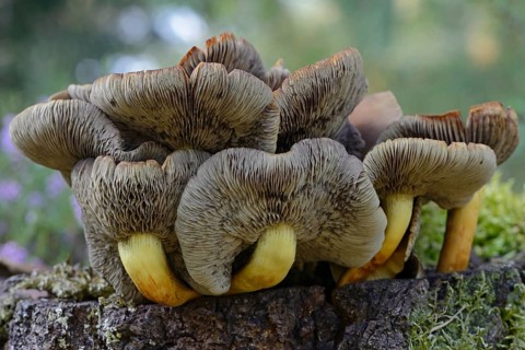 Conifer Tuft (Hypholoma capnoides)