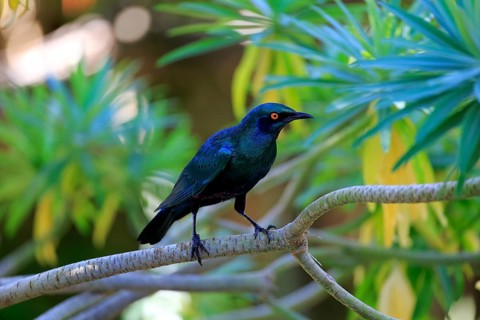 Greater blue-eared starling (Lamprotornis chalybaeus)
