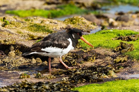 Oystercatcher (Haematopus ostralegus)