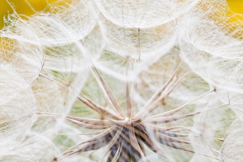 Meadow Salsify (Tragopogon pratensis)