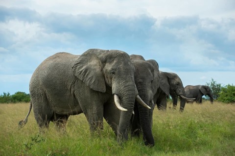 African Elephants (Loxodonta africana)