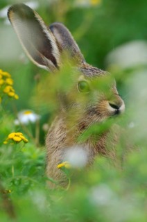 Hare (Lepus europaeus) sitting between flowers