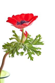 Poppy Anemone or Spanish Marigold (Anemone coronaria)