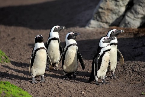 Jackass Penguins or African Penguins (Spheniscus demersus)