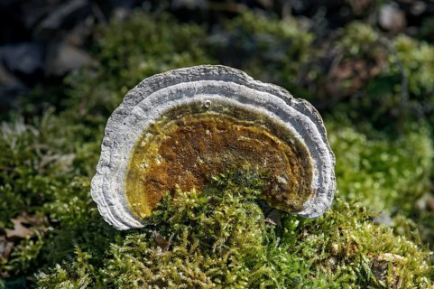 Lumpy bracket (Trametes gibbosa)