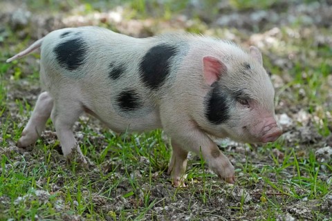 Mini pig Piglet