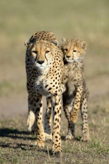 Cheetah (Acinonyx jubatus)