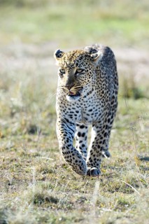 Leopard (Panthera pardus)