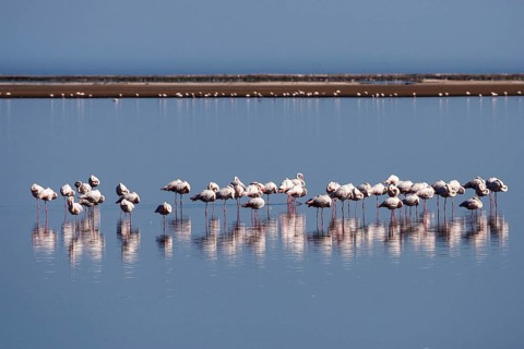 Greater Flamingos (Phoenicopterus roseus)