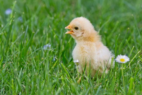 Bantam chick