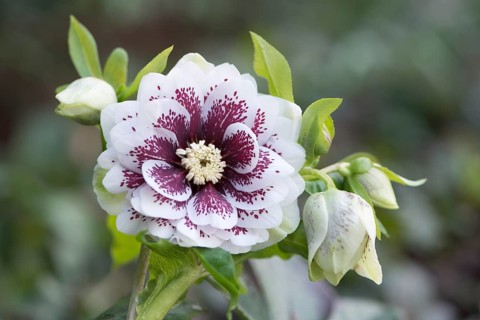 Hellebore (Helleborus orientalis hybrid)