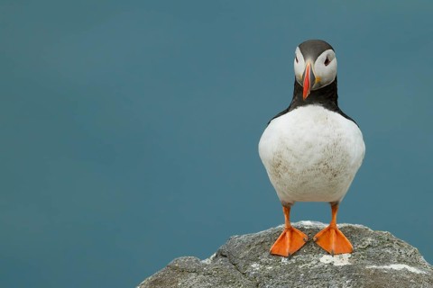 Puffin (Fratercula arctica) on a rock