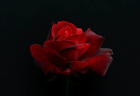 Rose Le Rouge et le Noir