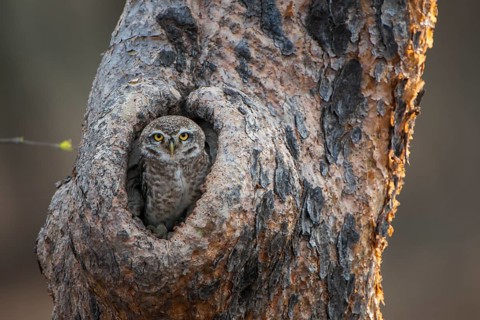 Spotted Owlet (Athene brama) in tree hole
