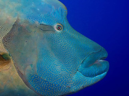 Humphead wrasse (Cheilinus undulatus)