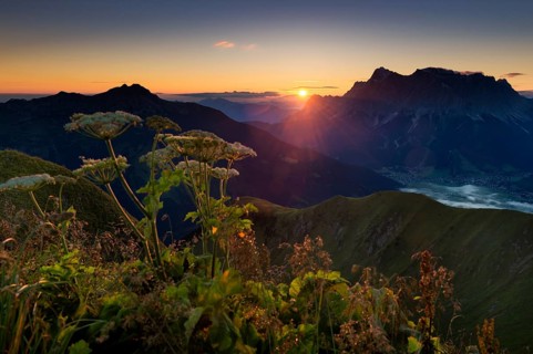 Mt Zugspitze with Hogweed (Heracleum sphondylium) at sunrise