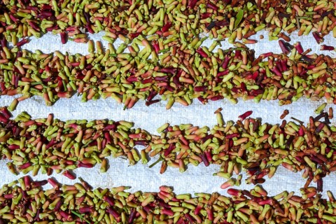 Freshly-harvested cloves (Syzygium aromaticum) laid out to dry