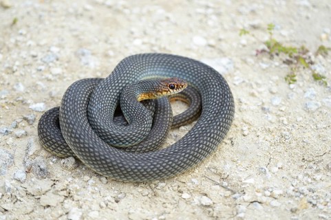 Caspian Whipsnake (Dolichophis caspius)