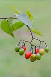 Bittersweet Nightshade (Solanum dulcamara)