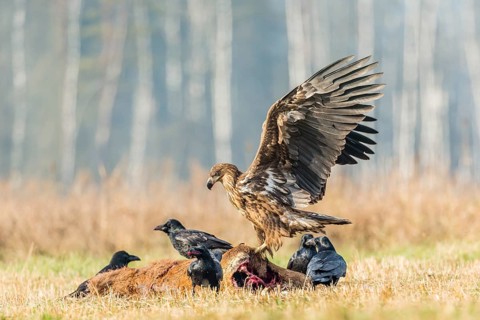 Young Eagle (Haliaeetus albicilla)