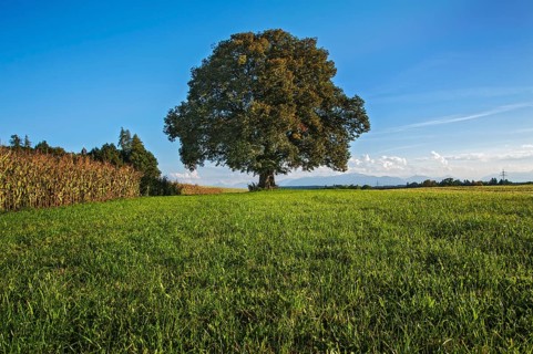 Old Lime Tree (Tilia)