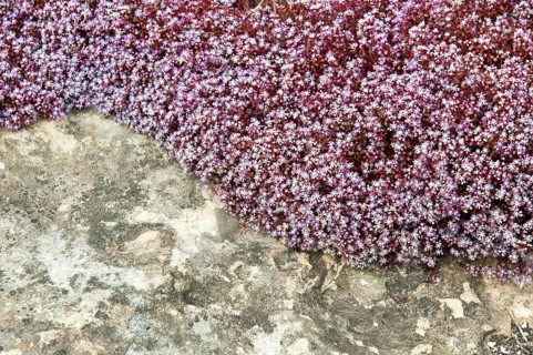 Sky Stone-crop (Sedum caeruleum)