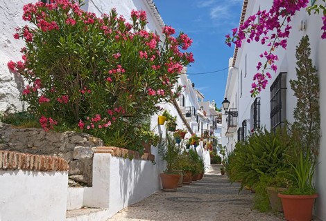 Alley with potted plants