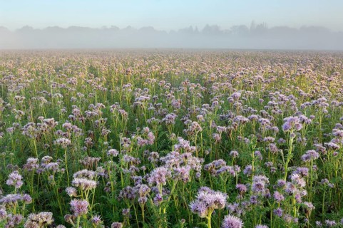 Field with Self-heal