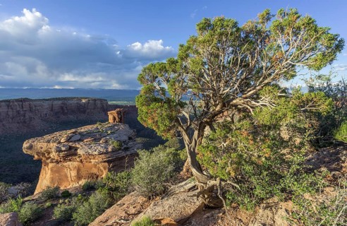 Utah Juniper (Juniperus osteosperma) in the evening light
