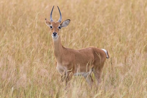 Ugandan Kob (Kobus kob thomasi)