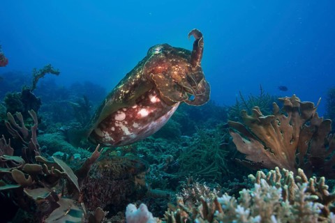 Broadclub Cuttlefish (Sepia latimanus)