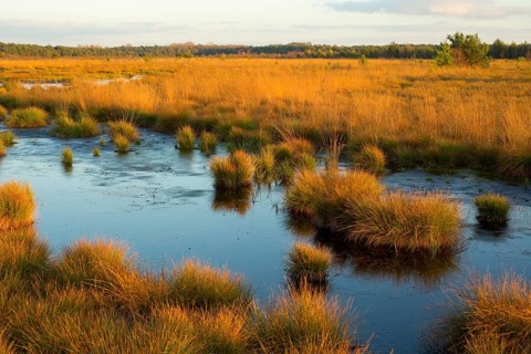 Moor in the evening light in autumn